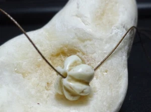 Asiatic Shell melon bead Antique Ancient Rare - Foto 1 di 5