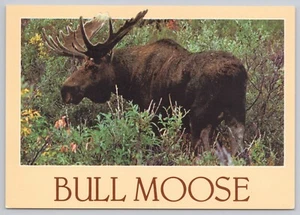 Postal de colección de A Huge Bull Moose in the Wild - Imagen 1 de 2