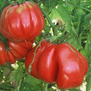 Tomate Zapotec , 10 semillas (176) - Picture 1 of 1