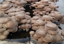 Funghi:kit biologico alta resa coltivazione Cardoncello 142(resa 2kg) fai-da-te