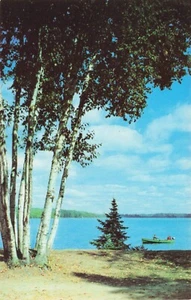 Vacationland Minnesota(?) Birch Trees Along Water Vintage Chrome PC - Picture 1 of 2