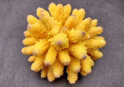 SEA SHELL EMPORIUM Yellow FAUX Finger Coral (1 FAUX Coral approx. 5.5Wx3.5Tx5D inches)