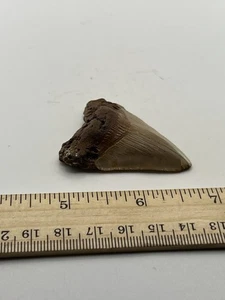 Dente di squalo bianco grande 2,25" fossile Lee Creek V20 - Foto 1 di 4
