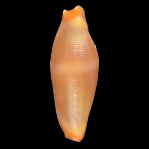 CRENAVOLVA TRAILLII (Bohol Isl., Filipinas) 8,4 mm #44820 - Imagen 1 de 3