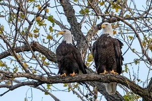 "American Bald Eagles" 2022 (24 x 30" Metal Photo Print) - Picture 1 of 1