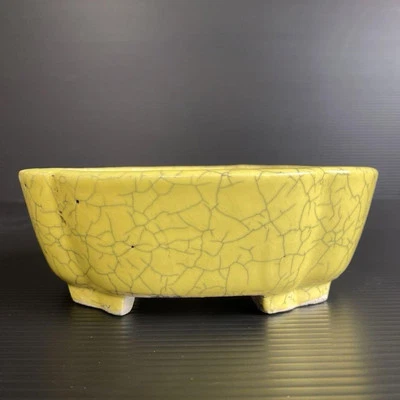 Maceta Bonsai Japonesa TOKONAME Amarilla KANNYU MOKKO Forma Pequeña W16.4cm SHIBAKATSU Foto 1 de 4