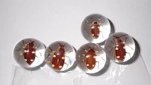 2 cm Insect Sphere Marble Spotted Ground Beetle Specimen Clear 5 pieces Lot - Picture 1 of 12