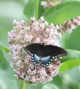 6 live plants Asclepias syriaca Common Milkweed NOT seed Monarch Butterfly - Picture 1 of 12