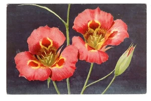 Mariposa Lily, Calochortus Venustus, Vintage Post Card - Picture 1 of 2