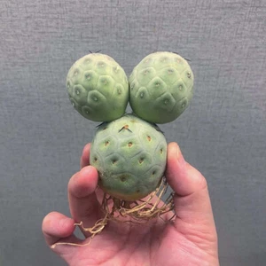 7cm Tree Heads Tephrocactus Geometricus Garden Indoor Outdoor Beautiful Rare - Imagen 1 de 8