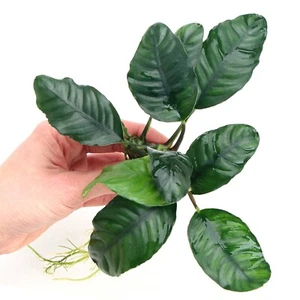 Anubias coffeefolia Live Aquarium Plants Tropical Aquascaping Tank K2AQUA - Picture 1 of 6
