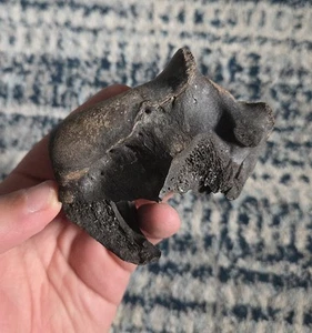 Rare Panthera Atrox Humerus End Carnivore Mammal Fossil Ice Age Of Florida - Picture 1 of 5