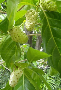 MORINDA CITRIFOLIA SEMI noni o gelso indiano - Imagen 1 de 4