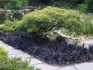 Grüner Schlitzahorn Acer palmatum 'Dissectum' 30 - 40 cm im 3 Liter Container - Bild 1 von 2