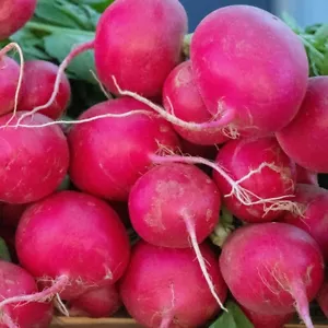 1/4 Lb German Giant Radish Seeds - Everwilde Farms Mylar Seed Packet - Picture 1 of 2
