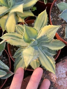 RareSucculent Plant Agave potatorum 'Kisshou-kan-nishiki'  Garden 10CM - Picture 1 of 7