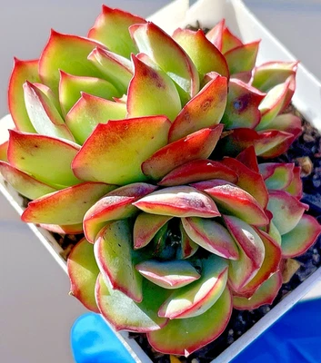 Rare Succulent Echeveria pulidonis Rooted Live Plant 3.5-Inch 4-Head Decor Gift - Image 1 of 4