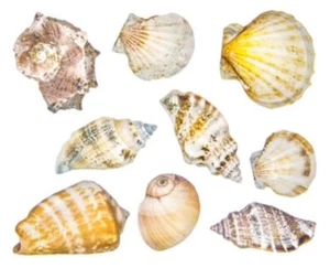 Strandmuschel Meeresmuschel Sammelalbum Handwerk Aufkleber - Bild 1 von 1