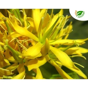 Genciana ( Gentiana lutea ) 50 semillas - Aromaticas Huerta - Imagen 1 de 6