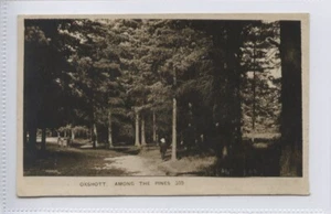 (KLj7189) OXSHOTT, Surrey, Among The Pines, 1910 - Bild 1 von 4