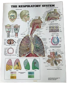 VINTAGE MEDICAL ANATOMICAL Chart - THE RESPIRATORY SYSTEM 1987 - Picture 1 of 2