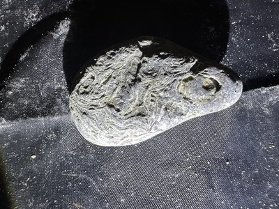 A beautiful sedimentary rock packed with fossils 🎁 Buy one, get one free - Image 1 of 4