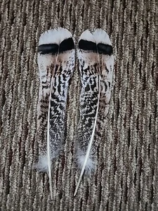 XP16 Pr Hybrid Tiger Turkey Tail Feather - Picture 1 of 1