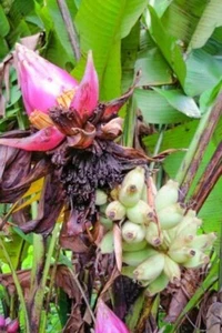 3 Seeds Musa Hirta, Banana Tree - Picture 1 of 1