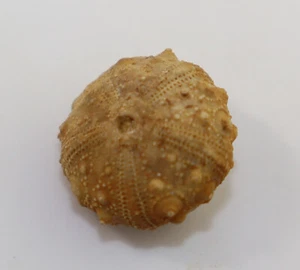 Seeigel, Hypodiadema guerangeri, Jura, Callov, Mamers, Dép. Sarthe, FRA-k843 - Picture 1 of 5