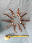 Set of 10 Roe Deer Antlers (5 Pairs) - Buck Stags - Knife Handle - Craft Supply
