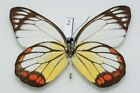 Pieridae - Delias Hyparete - Painted Jezebel - Indonesia - #2