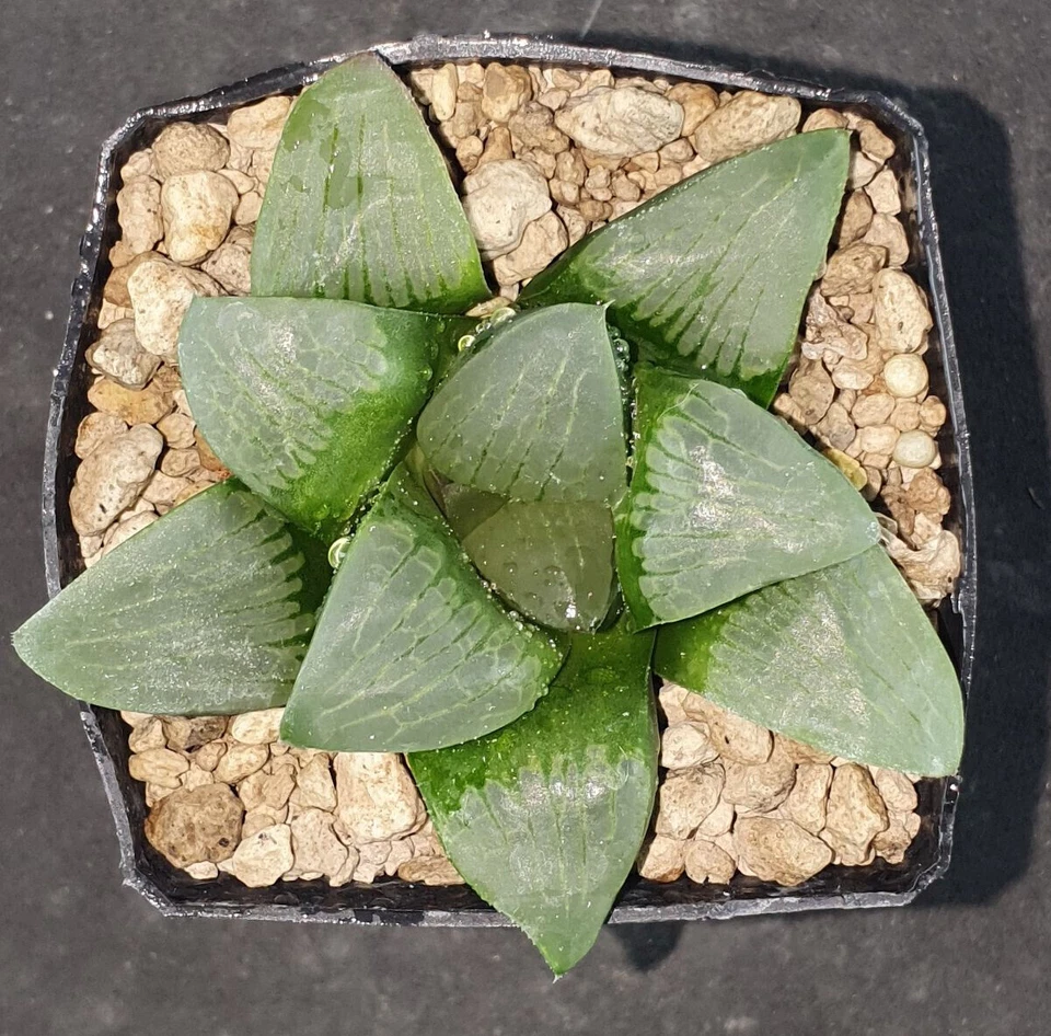 HW043 Haworthia springbokvlakensis 'DEVI', Phyto available - Imagen 1 de 1
