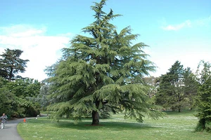 Cedrus deodara / Deodar Cedar Tree, evergreen conifer, Peat Free, 5Ltr 75-100cm - Picture 1 of 4