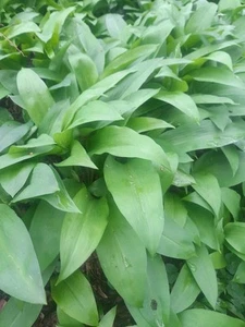 Frischer Bärlauch aus eigenem Garten, BIO-Qualität unbehandelt, 1kg - Bild 1 von 1