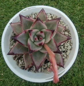 Agavoides Dusk hybrid 8cm diameter Echeveria  succulent - Bild 1 von 2