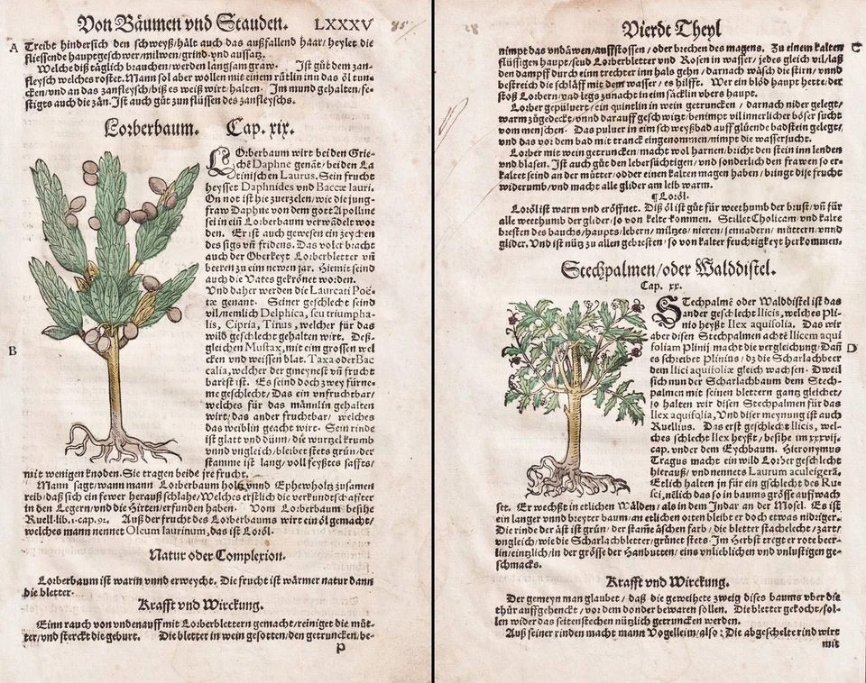 Lorbeer Stechpalmen Kräuterbuch herbs herbal Botanik botany Lonitzer 1564 - Bild 1 von 1