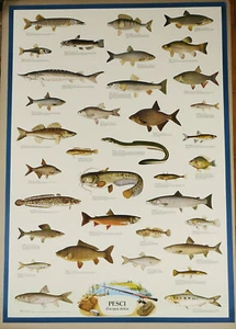PRL) 1981 PESCI ACQUA DOLCE FISHES FISH POISSON VINTAGE PRINT AFFICHE POSTER - Bild 1 von 4