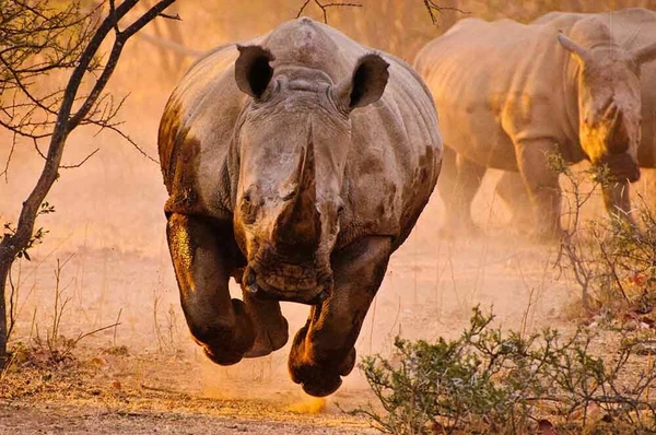 Fun Gift Home Art Wall Decor Africa Rhino Oil Painting Picture Printed On Canvas