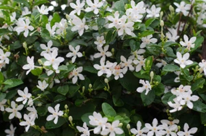SAMEN Duftpflanzen blühende duftende Pflanzen Wintergarten Jasmin Exot - Bild 1 von 1