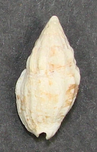 VOLUTA CYLLENIFORMIS 18.32mm SUPER CHOICE SPECIMEN Bimini, Bahamas - Picture 1 of 2