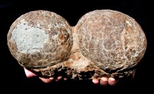 EXTINCTIONS AUCTION- REAL DINOSAUR FOSSIL HADROSAUR EGG NEST W/EGGSHELL- DOUBLE!