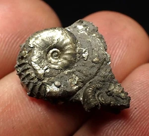 Pyrite multi-ammonite fossil (22 mm) Oxynoticeras Charmouth Jurassic Coast UK - Picture 1 of 6