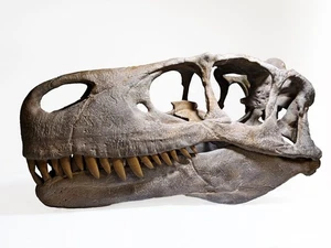 Utahraptor skull lifesize dinosaur fossil replica - Picture 1 of 6