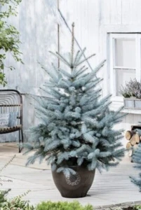 Picea pungens 'Blue Diamond' Tree | Blue Colorado Spruce 5 Litre Pot - Picture 1 of 4
