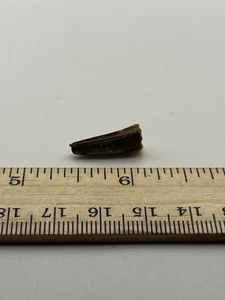 Pterosaur Pterodactyl .75” T00TH Dinosaur F0SSIL not T Rex Cretaceous CS 16 - Picture 1 of 6