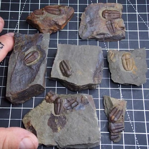 7 stones Czech Trilobite Ellipsocephalus hoffi Cambrian Fossils dino - Picture 1 of 15