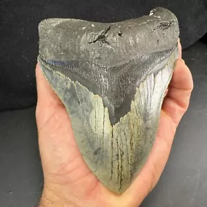 Megalodon Shark Tooth Fossil \ North Carolina Coast  Megaladon Megladon Meglodon - Picture 1 of 24