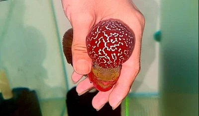 1 Male - Live Aquarium Flowerhorn Fish High Quality - Super  Red Dragon - Image 1 of 3