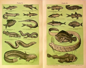 1896 Antique FISHES SEA ANIMALS ZOOLOGY Lithograph Book Art Print Chromatography - Picture 1 of 9