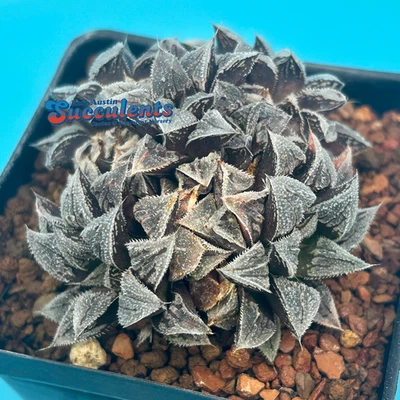 Haworthia wimii híbrido 'gremlin' (751) suculenta enraizada viva Foto 1 de 4